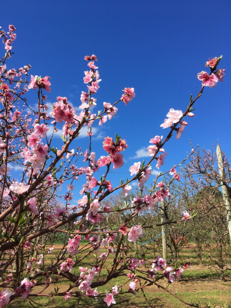 Spring Cherry Perth Perth Hills wine region guide | Far and Wine